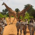 Visiter la Tanzanie, quelles activités exercé pour les touristes ?