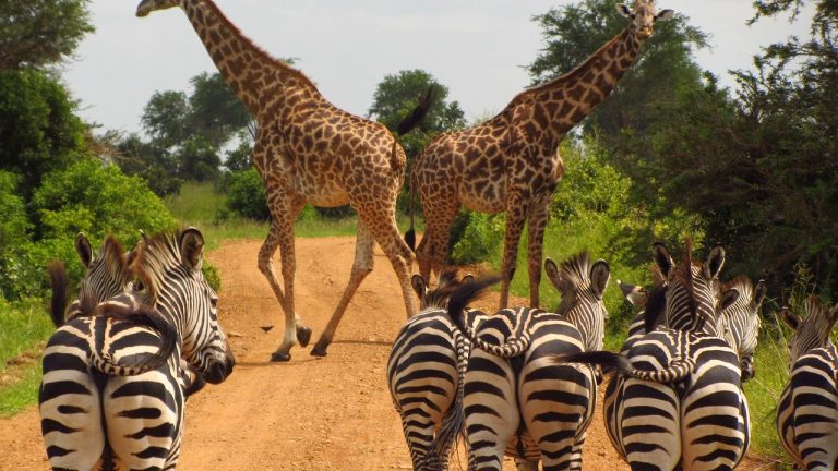 Visiter la Tanzanie, quelles activités exercé pour les touristes ?
