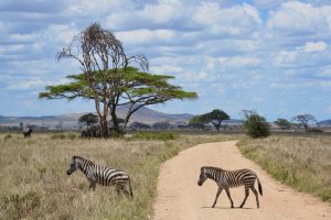 safari-tanzanie